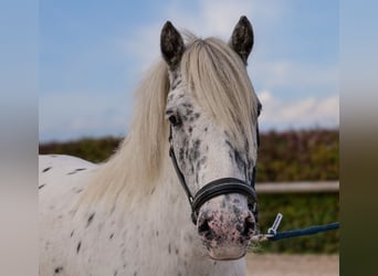 Shetland Ponies, Gelding, 8 years, 10.2 hh, Leopard-Piebald Shetland Ponies, Gelding, 8 years, 10.2 hh, Leopard-Piebald