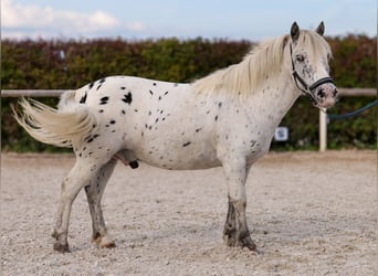 Shetland Ponies, Gelding, 8 years, 10.2 hh, Leopard-Piebald Shetland Ponies, Gelding, 8 years, 10.2 hh, Leopard-Piebald