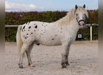 Shetland Ponies, Gelding, 8 years, 10.2 hh, Leopard-Piebald Shetland Ponies, Gelding, 8 years, 10.2 hh, Leopard-Piebald
