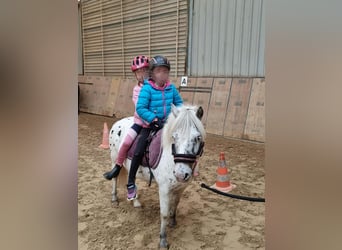 Shetland Ponies, Gelding, 8 years, 10,2 hh, Leopard-Piebald