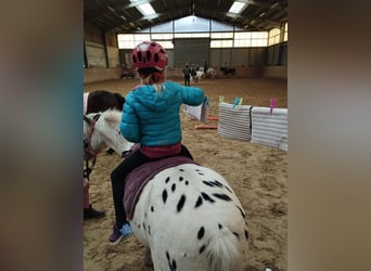 Shetland Ponies, Gelding, 8 years, 10,2 hh, Leopard-Piebald