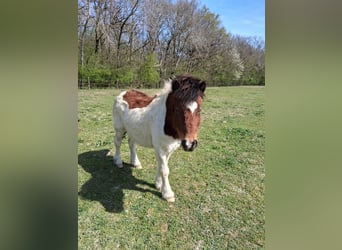 Shetland Ponies, Gelding, 8 years, 10,2 hh, Tobiano-all-colors