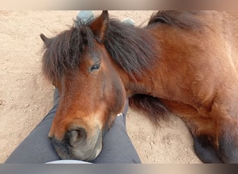 Shetland Ponies, Gelding, 8 years, 11 hh, Brown