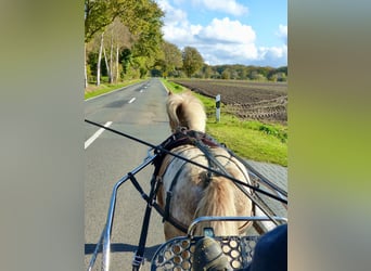 Shetland Ponies, Gelding, 8 years, 11 hh, Leopard-Piebald