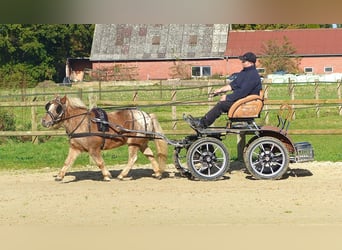 Shetland Ponies, Gelding, 8 years, 11 hh, Leopard-Piebald