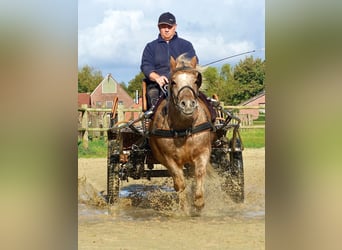 Shetland Ponies, Gelding, 8 years, 11 hh, Leopard-Piebald