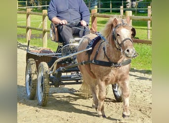 Shetland Ponies, Gelding, 8 years, 11 hh, Leopard-Piebald