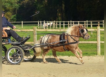 Shetland Ponies, Gelding, 8 years, 11 hh, Leopard-Piebald