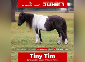 Shetland Ponies, Gelding, 8 years, 8.2 hh, Pinto