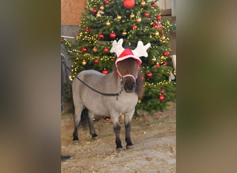 Shetland Ponies, Gelding, 8 years, 8,1 hh, Roan-Blue