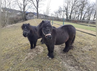 Shetland Ponies, Gelding, 8 years, 9,2 hh, Black