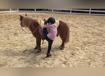 Shetland Ponies, Gelding, 8 years, 9.2 hh, Chestnut-Red