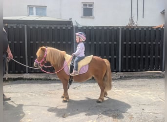 Shetland Ponies, Gelding, 8 years, 9.2 hh, Chestnut-Red