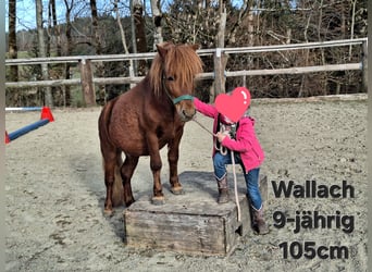 Shetland Ponies, Gelding, 9 years, 10,1 hh, Sorrel
