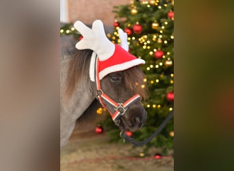 Shetland Ponies, Gelding, 9 years, 8,1 hh, Roan-Blue