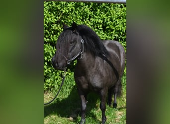 Shetland Ponies, Mare, 10 years, 10.1 hh, Black