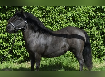 Shetland Ponies, Mare, 10 years, 10.1 hh, Black
