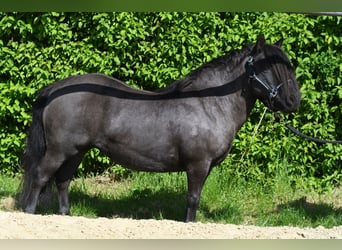 Shetland Ponies, Mare, 10 years, 10.1 hh, Black