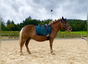 Shetland Ponies, Mare, 10 years, 10,1 hh, Chestnut-Red