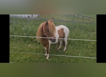 Shetland Ponies, Mare, 10 years, 10.1 hh, Pinto
