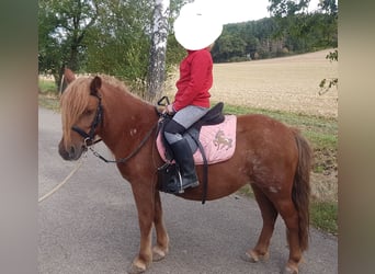 Shetland Ponies, Mare, 10 years, 10.2 hh, Chestnut-Red