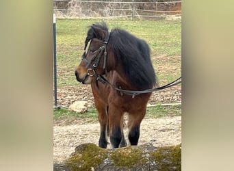 Shetland Ponies, Mare, 10 years, 10 hh, Brown