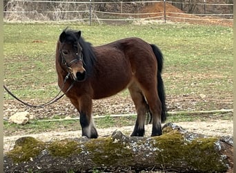 Shetland Ponies, Mare, 10 years, 10 hh, Brown