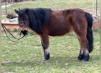 Shetland Ponies, Mare, 10 years, 10 hh, Brown