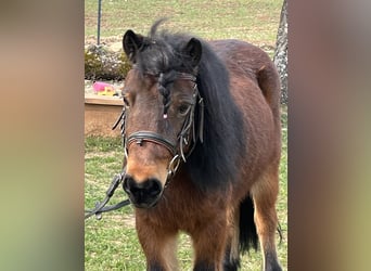 Shetland Ponies, Mare, 10 years, 10 hh, Brown