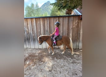 Shetland Ponies, Mare, 10 years, 10,1 hh, Chestnut-Red