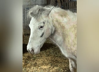 Shetland Ponies, Mare, 10 years, 14 hh, Gray