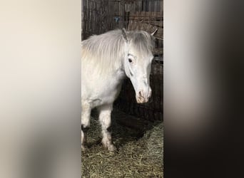 Shetland Ponies, Mare, 10 years, 14 hh, Gray