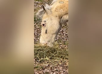 Shetland Ponies, Mare, 10 years, 14 hh, Gray