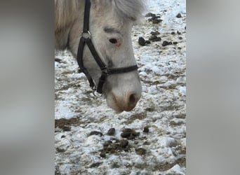 Shetland Ponies, Mare, 10 years, 14 hh, Gray