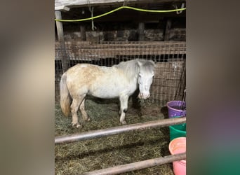 Shetland Ponies, Mare, 10 years, 14 hh, Gray