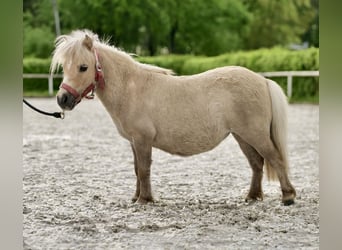 Shetland Ponies, Mare, 10 years, 7.3 hh, Palomino
