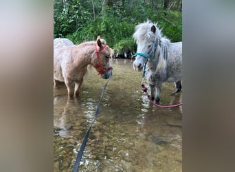 Shetland Ponies, Mare, 10 years, 8.3 hh, Leopard-Piebald