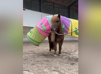 Shetland Ponies, Mare, 10 years, 8,3 hh, Chestnut-Red