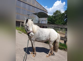 Shetland Ponies, Mare, 10 years, 8,3 hh, Leopard-Piebald