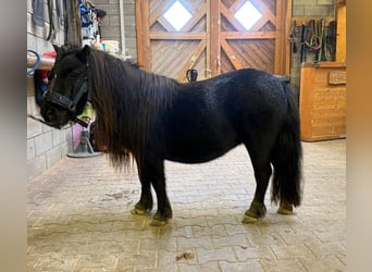 Shetland Ponies, Mare, 10 years, 9.1 hh, Black