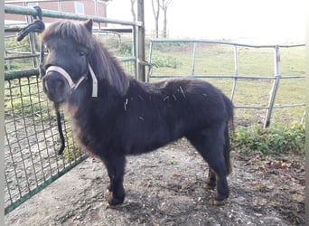 Shetland Ponies, Mare, 10 years, 9,2 hh, Black