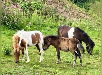 Shetland Ponies, Mare, 10 years, 9.2 hh, Pinto