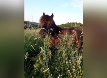 Shetland Ponies, Mare, 10 years, 9,3 hh, Bay-Dark