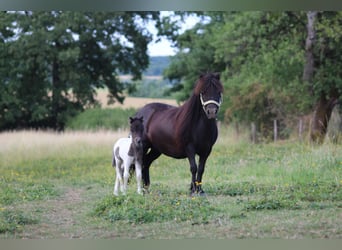 Shetland Ponies, Mare, 10 years, 9,1 hh, Black