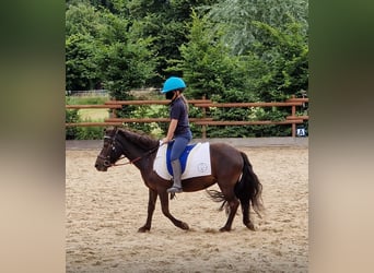 Shetland Ponies, Mare, 11 years, 10,2 hh, Black