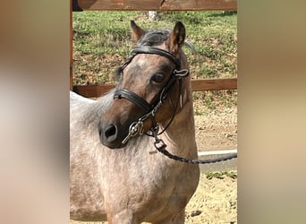 Shetland Ponys, Stute, 11 Jahre, 10,2 hh, Rotschimmel