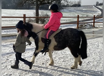 Shetland Ponies, Mare, 11 years, 10.2 hh, Pinto