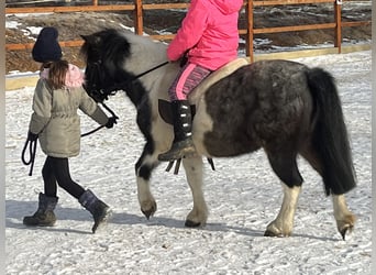 Shetland Ponies, Mare, 11 years, 10.2 hh, Pinto