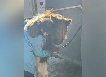 Shetland Ponies, Mare, 11 years, 10,2 hh, Pinto