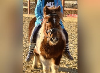 Shetland Ponies, Mare, 11 years, 10,2 hh, Pinto